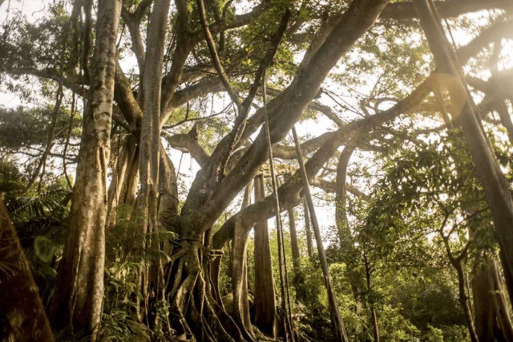 The Thousand-Year-Old Banyan Tree