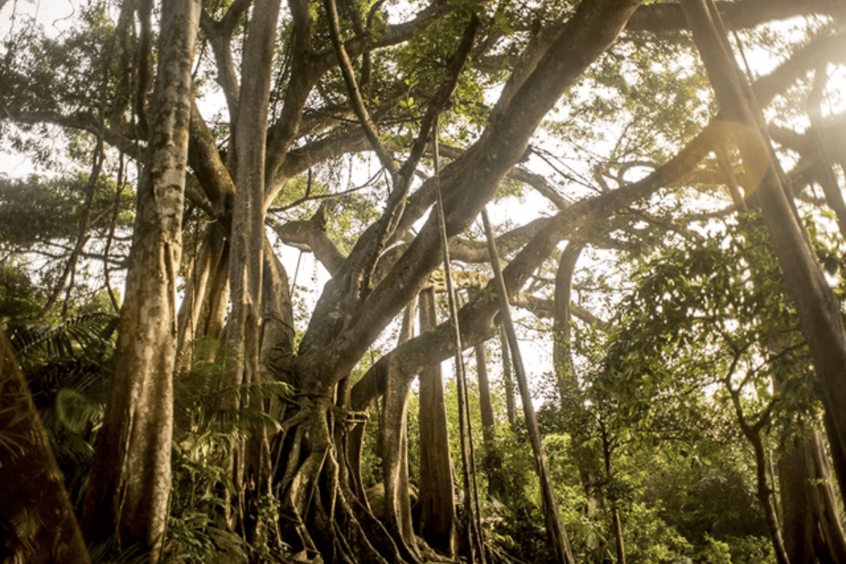 son-tra-peninsula-a-pristine-wonder-in-the-heart-of-da-nang